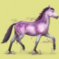 /album/galerie-photos/amethyste-jpg/